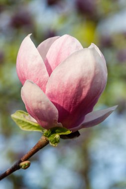 Manolya çiçeği bahar