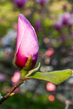 Manolya çiçeği bahar
