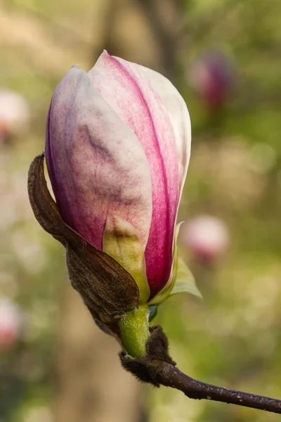 Magnolia blossom in spring — Stock Photo, Image