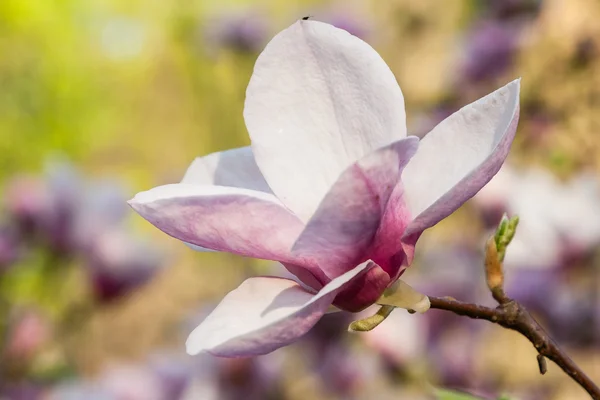 Magnolia bloeien in het voorjaar van — Stockfoto