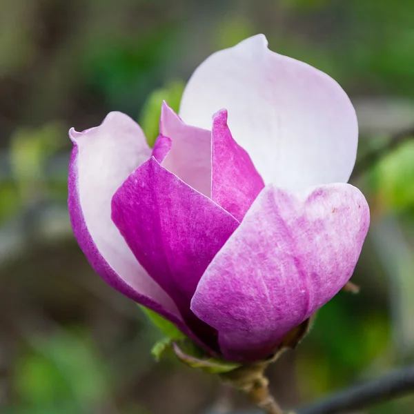 Magnolia blossom in spring — Stock Photo, Image