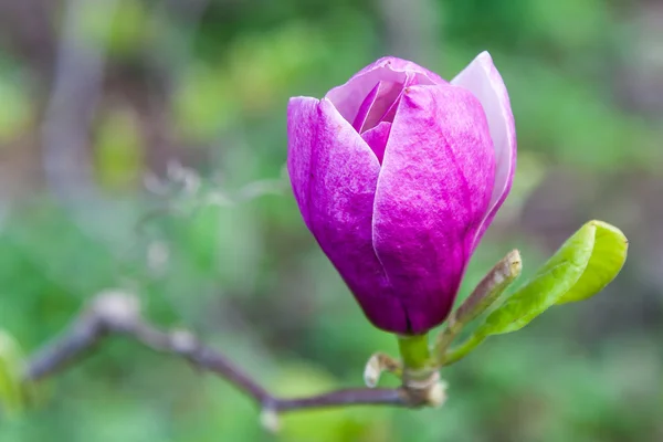 Magnolia blossom in spring — Stock Photo, Image