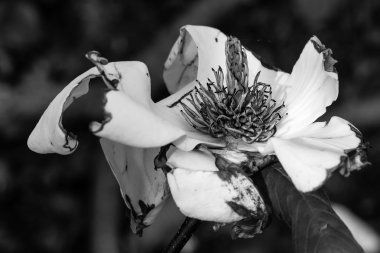 Sonra gri bir gölgede çiçekli Manolya