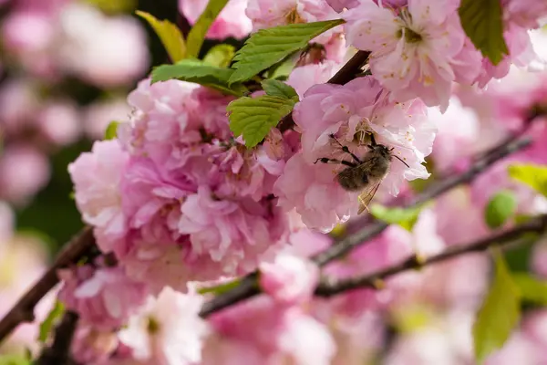 Blühen der Sakura-Blumen — Stockfoto