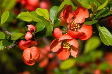 sarı stamens ile kırmızı çiçek çiçeklenme