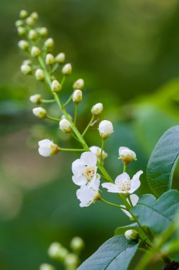 yeşil yaprakları ile beyaz bloom bahar