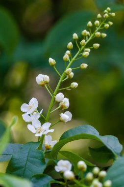 yeşil yaprakları ile beyaz bloom bahar