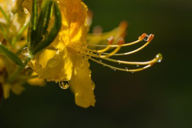 bahar bloom güneşin