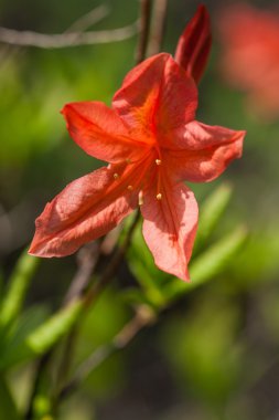 bahar bloom güneşin