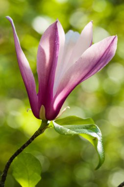 bahar çiçekli Pembe Manolya