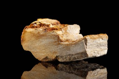 Siyah arka planda taşlaşmış taş mineral.
