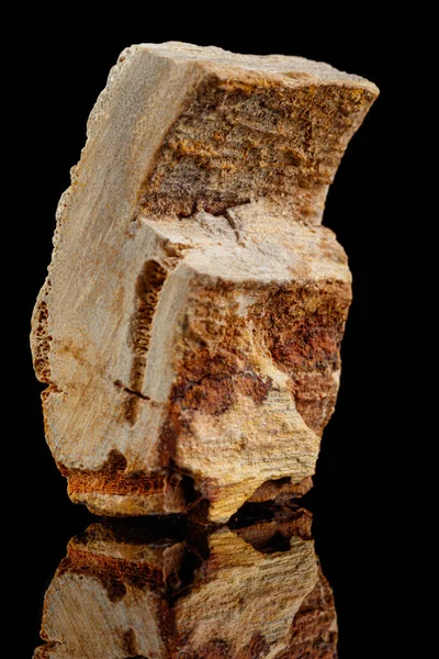 Makro Kamień Minerał Petrified Drewna Czarnym Tle Zbliżenie — Zdjęcie stockowe