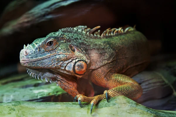 Iguana — Stok Foto