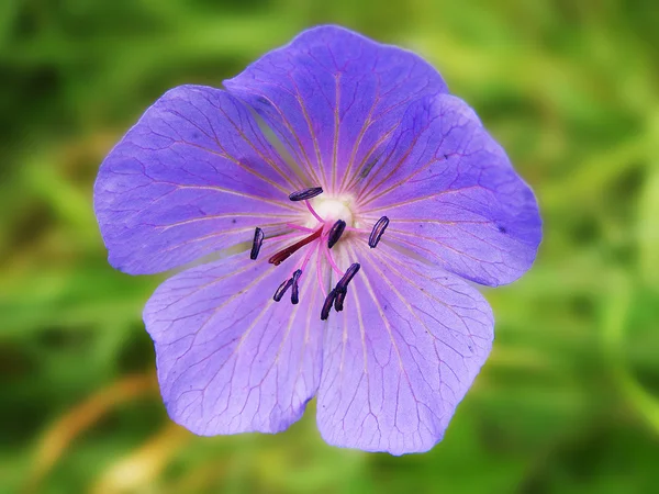 Pelargonia — Zdjęcie stockowe