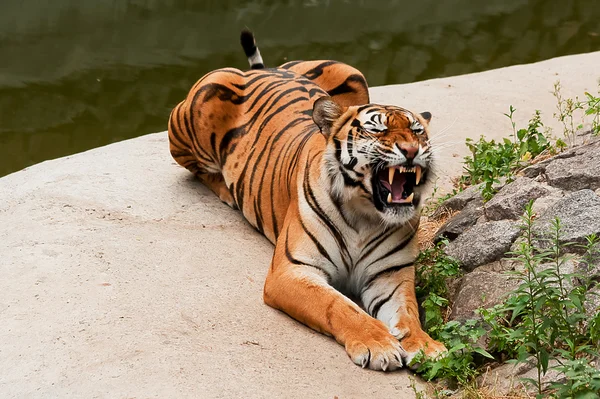 Tijger rusten — Stockfoto