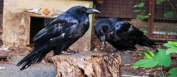 Een paar van Raven — Stockfoto