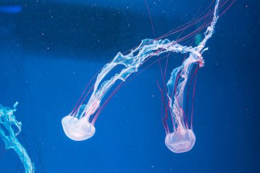 Denizanası fotoğrafçılığı. Mor çizgili denizanası. Chrysaora Colorata 'yı yakından çek.