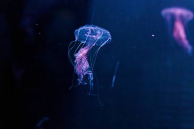 Sualtı fotoğrafçılığı denizanası Chrysaora lactea, Milk Sea Nettle yakın plan