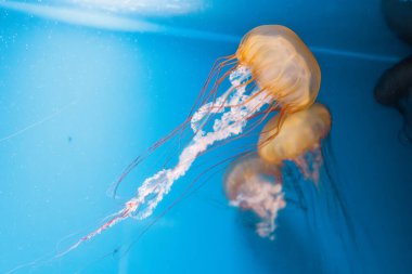 Sualtı fotoğrafçılığı denizanası Chrysaora Fuscescens, Pasifik deniz ısırganları, Batı Yakası deniz ısırganları