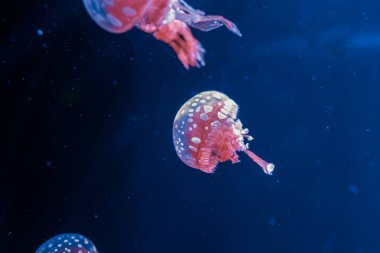 Su altı fotoğrafçılığı denizanası mastigias papua, benekli jöle, lagün jölesi, yakın plan altın Medusa.