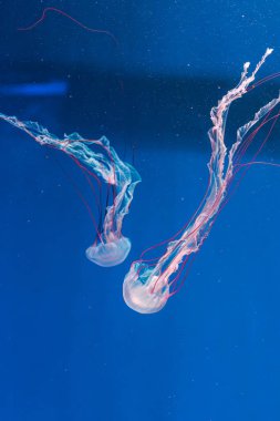 Denizanası fotoğrafçılığı. Mor çizgili denizanası. Chrysaora Colorata 'yı yakından çek.