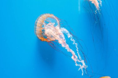 Sualtı fotoğrafçılığı denizanası Chrysaora Fuscescens, Pasifik deniz ısırganları, Batı Yakası deniz ısırganları