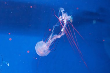 Denizanası fotoğrafçılığı. Mor çizgili denizanası. Chrysaora Colorata 'yı yakından çek.