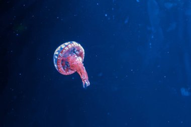 Su altı fotoğrafçılığı denizanası mastigias papua, benekli jöle, lagün jölesi, yakın plan altın Medusa.