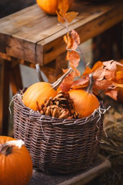 A charming autumn scene with pumpkins arranged on a wooden bench, draped with a cozy blanket. Great for fall decor, Thanksgiving themes, or seasonal lifestyle promotions.