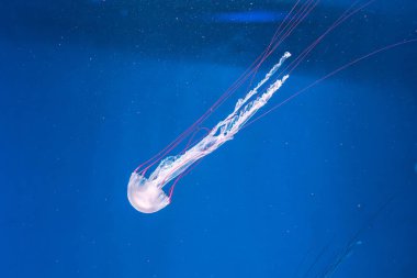 Denizanası fotoğrafçılığı. Mor çizgili denizanası. Chrysaora Colorata 'yı yakından çek.