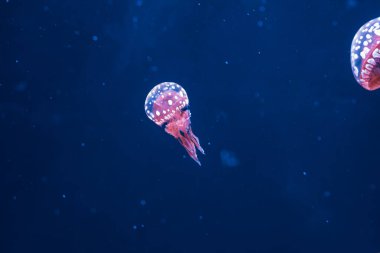 Su altı fotoğrafçılığı denizanası mastigias papua, benekli jöle, lagün jölesi, yakın plan altın Medusa.