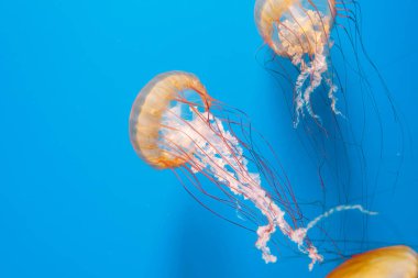 Sualtı fotoğrafçılığı denizanası Chrysaora Fuscescens, Pasifik deniz ısırganları, Batı Yakası deniz ısırganları