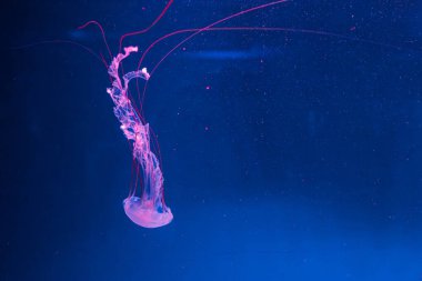 Denizanası fotoğrafçılığı. Mor çizgili denizanası. Chrysaora Colorata 'yı yakından çek.