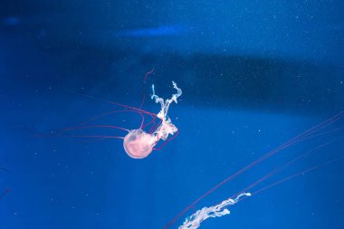 Denizanası fotoğrafçılığı. Mor çizgili denizanası. Chrysaora Colorata 'yı yakından çek.