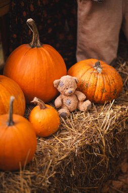 Sıcak bir sonbahar gösterisinde, örülmüş bir battaniyeyle kırsal bir bankta canlı balkabakları sergilenir. Mevsimlik dekorasyon, Şükran Günü ayarları ya da samimi sonbahar pazarlama malzemeleri için mükemmel..