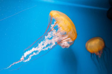 Sualtı fotoğrafçılığı denizanası Chrysaora Fuscescens, Pasifik deniz ısırganları, Batı Yakası deniz ısırganları
