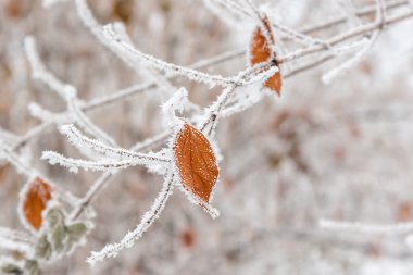 Frost kış yaprakları
