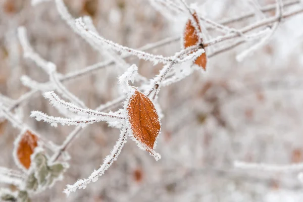 Winterblätter bei Frost — Stockfoto