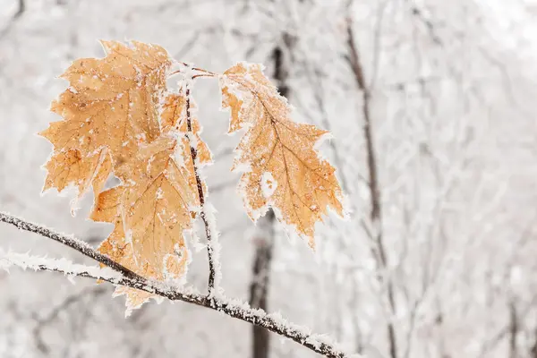 Folhas de inverno em geada — Fotografia de Stock