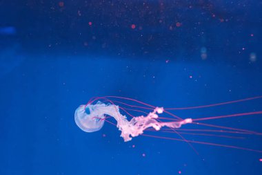 Denizanası fotoğrafçılığı. Mor çizgili denizanası. Chrysaora Colorata 'yı yakından çek.