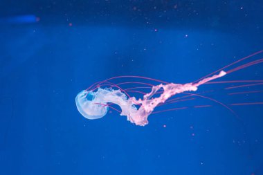 Denizanası fotoğrafçılığı. Mor çizgili denizanası. Chrysaora Colorata 'yı yakından çek.