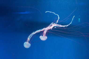 Denizanası fotoğrafçılığı. Mor çizgili denizanası. Chrysaora Colorata 'yı yakından çek.