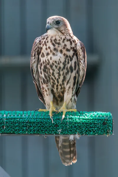 Falcon listo para volar — Foto de Stock