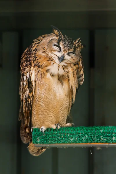 predatory look wise owl
