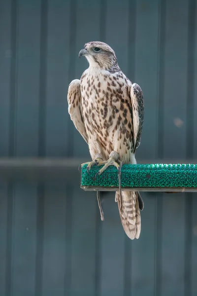 Halcón listo para volar — Stockfoto