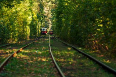 Ormandaki hareketli tramvay