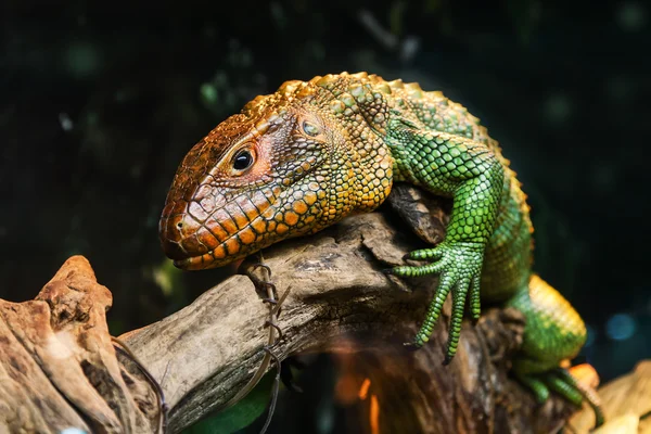 Regardez lézard assis sur un arbre — Photo