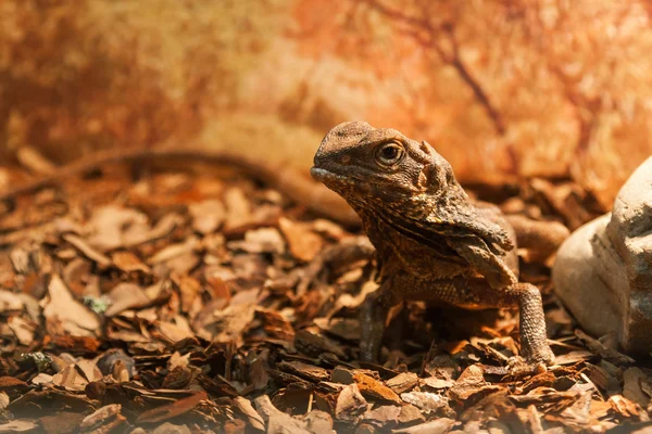 Ver lagarto sentado en un árbol — Foto de Stock