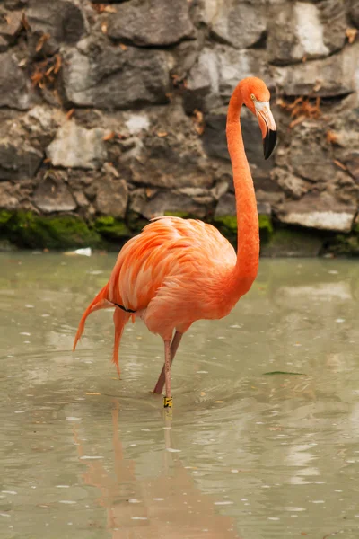 Roze flamingo in het meer — Stockfoto