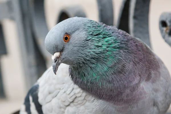 鳩の肖像画 — ストック写真